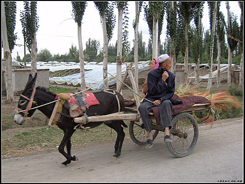 白楊樹 & 驢板車 白楊樹 & 驢板車
