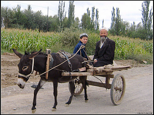 白楊樹 & 驢板車 白楊樹 & 驢板車