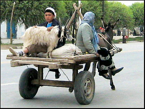 白楊樹 & 驢板車 白楊樹 & 驢板車