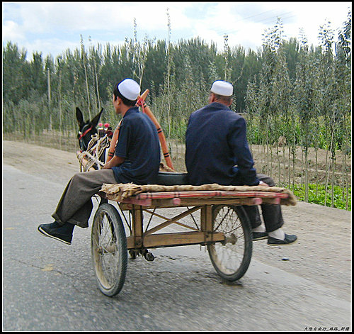 白楊樹 & 驢板車 白楊樹 & 驢板車