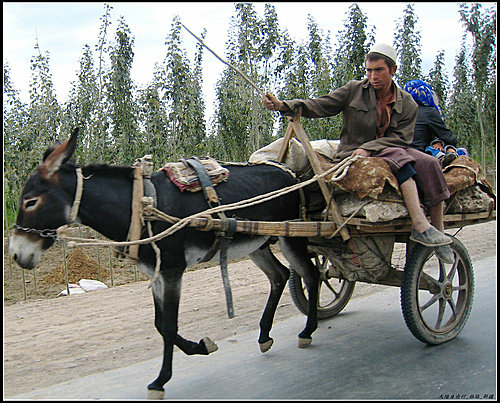 白楊樹 & 驢板車 白楊樹 & 驢板車