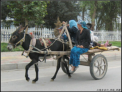 白楊樹 & 驢板車 白楊樹 & 驢板車