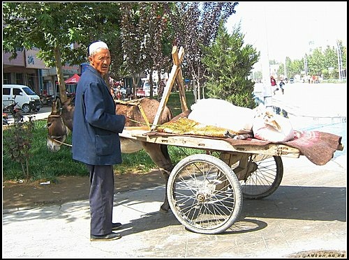 白楊樹 & 驢板車 白楊樹 & 驢板車