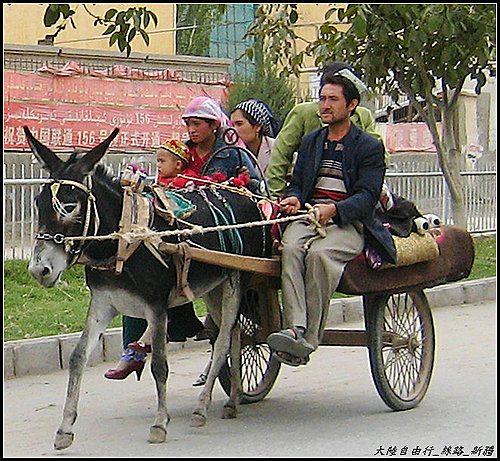 白楊樹 & 驢板車 白楊樹 & 驢板車