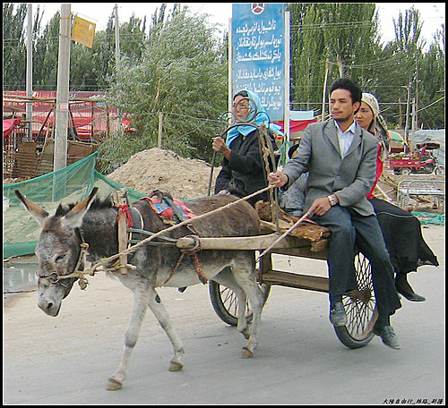 白楊樹 & 驢板車 白楊樹 & 驢板車