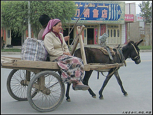 白楊樹 & 驢板車 白楊樹 & 驢板車
