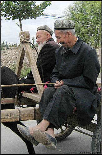 白楊樹 & 驢板車 白楊樹 & 驢板車