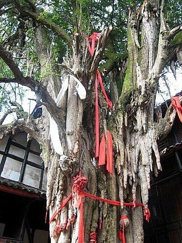 都江堰__青城山