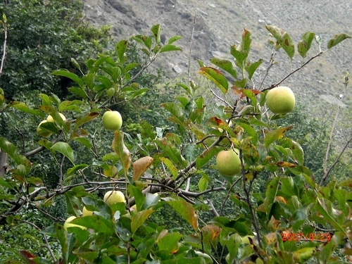 羌寨蘋果樹.jpg