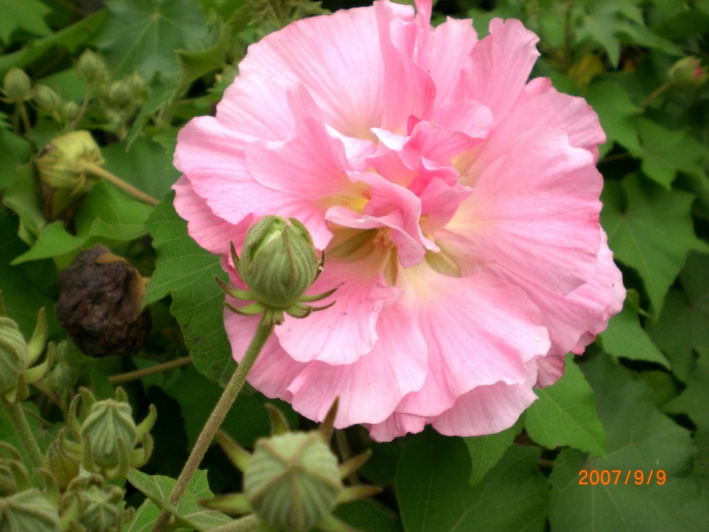 重新曝光 CIMG3553.JPG 重新曝光 CIMG3553.JPG