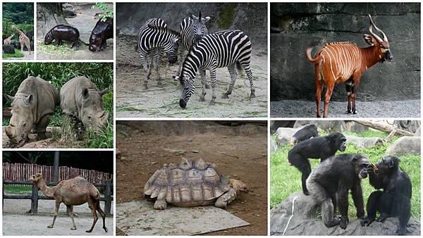 110618木柵動物園1.jpg