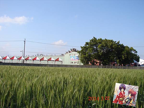 2014大雅驫麥季~前一天     小麥田