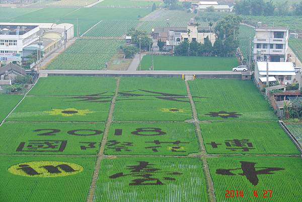 2014台中市客家桐花祭~彩繪稻田