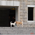 亞洲大學