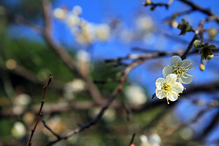 2015角板山公園4