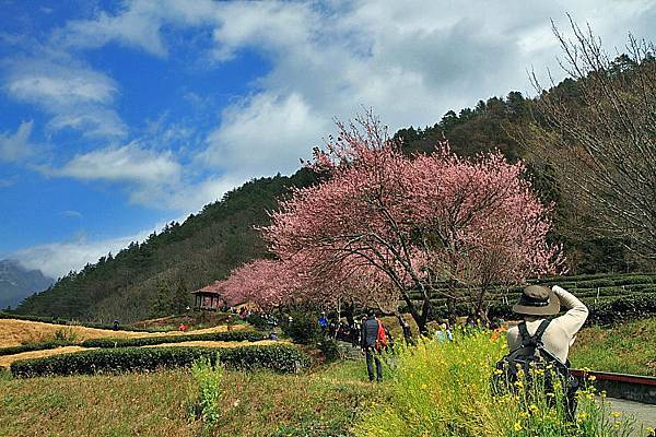 2017武陵櫻花&路邊霧淞9