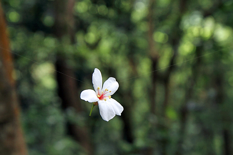 虎頭山公園5