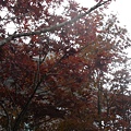 太平山景觀-楓葉紅ㄌ