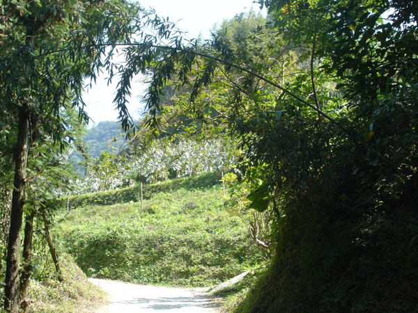 梅后蔓步道-竹樹林