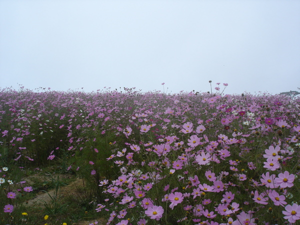 波斯菊花海