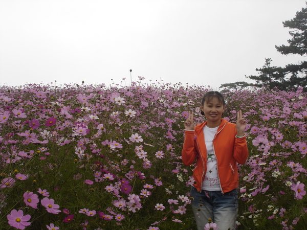 福壽山波斯菊花海