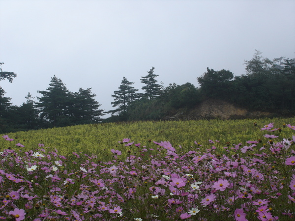 油菜花田&amp;波斯菊花海