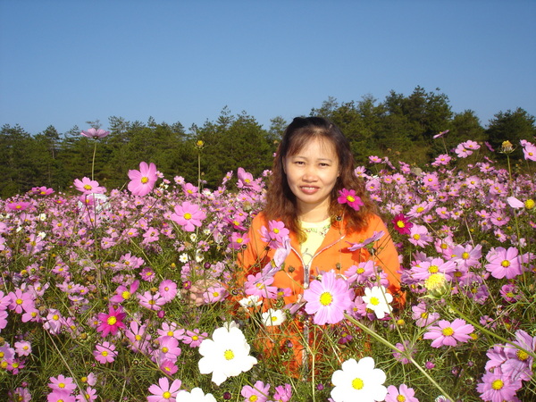 福壽山波斯菊花海