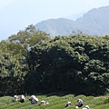 福壽山茶園採茶情景