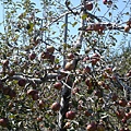 福壽山-蘋果園