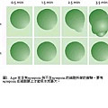 圖1.  Agre 在含有aquaporin 與不含aquaporin 的細胞所做的實驗。要有aquaporin 在細胞膜上才能吸水而脹大