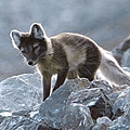 250px-Arcticfox-3.jpg