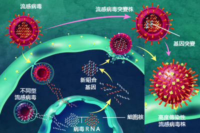 A型流感病毒可經兩條途徑演化.jpg