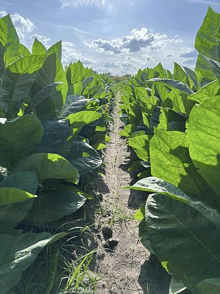 Florida Sun Grown 冰雹前的煙草.jpg