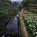 陽明山海芋季