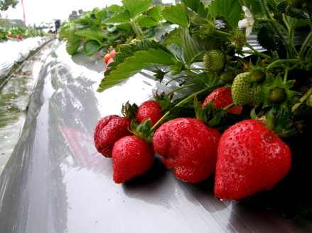 草莓測
