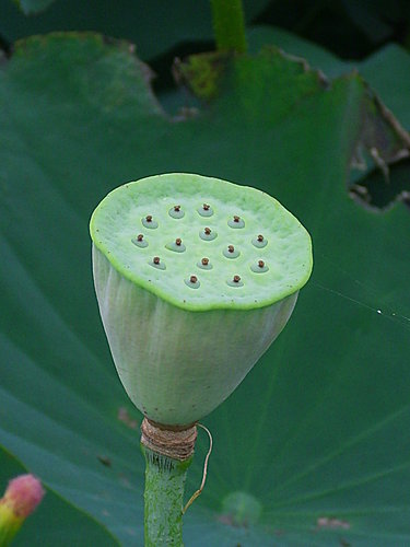 睡蓮water Lily Hu006的部落格 痞客邦