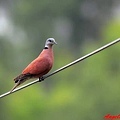 紅鳩帥哥(Red Turtle Dove Male)，.jpg