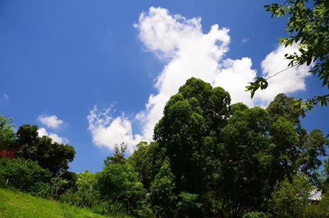 公園內拍的白馬雲層.jpg