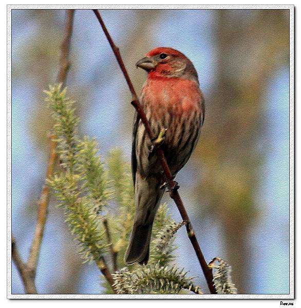 House Finch