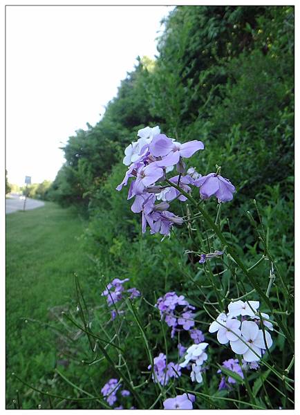 路邊的野花