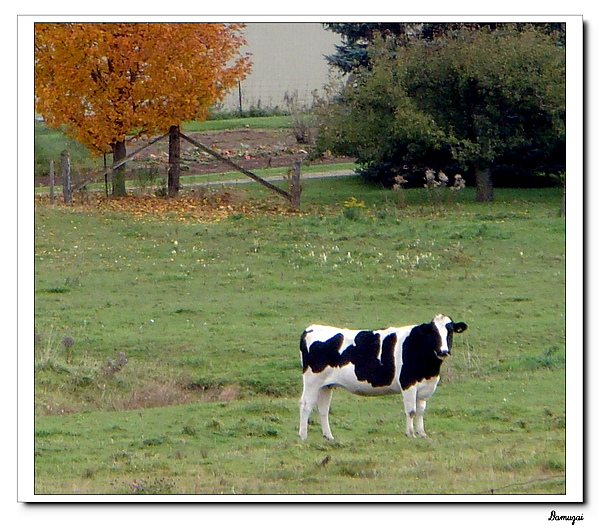 15乳牛與楓.jpg