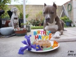 生日蛋糕 生日蛋糕