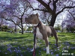 藍花楹下的比特犬