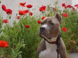 Diesel 賞花 Diesel 賞花