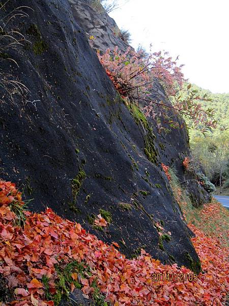 塔塔加賞楓2014年12月