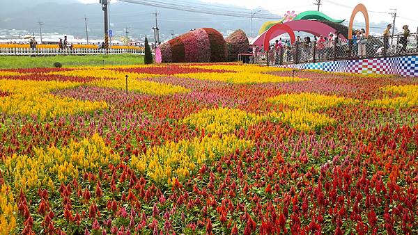 2015新社花海節&臺中國際花毯節20151111