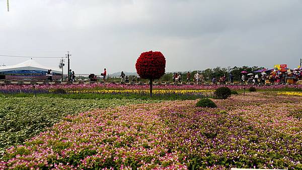 2015新社花海節&臺中國際花毯節20151111