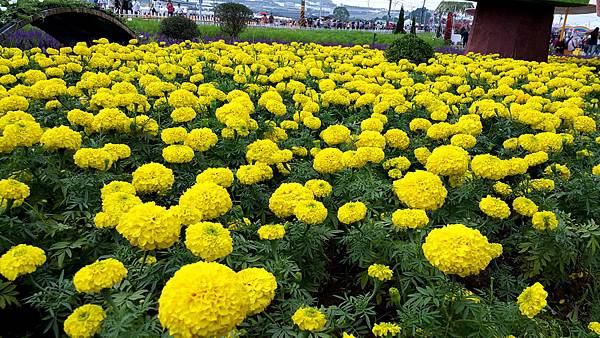 2015新社花海節&臺中國際花毯節20151111