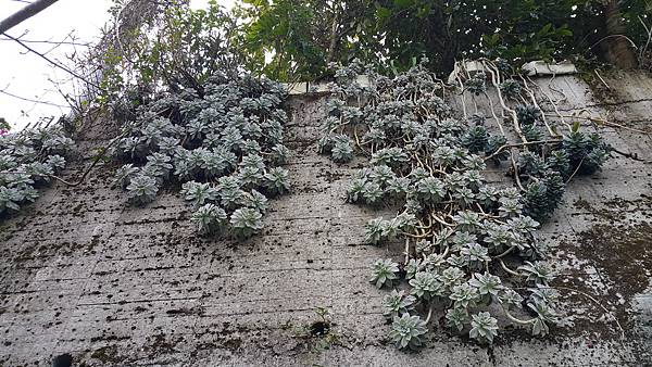 謝梅未逢櫻-南投 33草坪頭觀光茶園.jpg