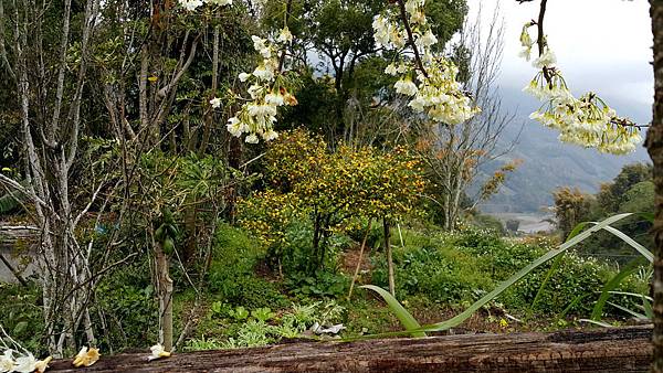 謝梅未逢櫻-南投 05草坪頭觀光茶園.jpg